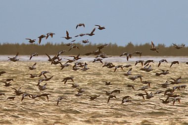 Birdwatching Holiday - NEW! Estonia in Early Spring