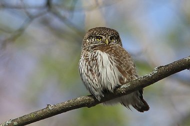 Birdwatching Holiday - Estonia in Autumn