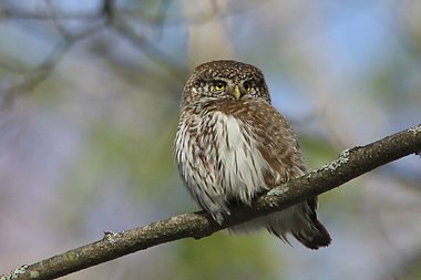 Birdwatching Holiday - NEW! Estonia in Autumn