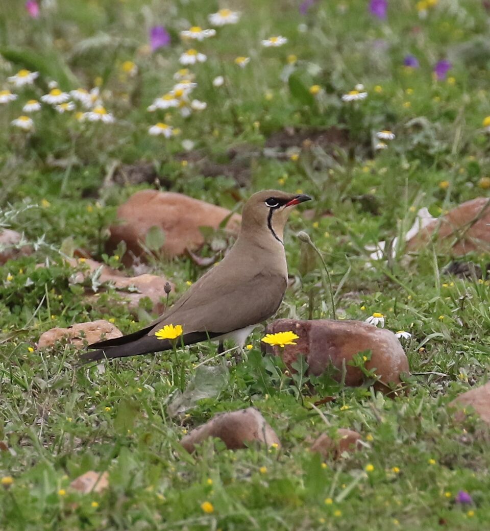 Birds of prey in Southern Spain - WILD ANDALUCIA BIRDING TOURS