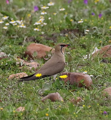 Birdwatching Holiday - Spain - Extremadura