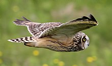 Birdwatching Holiday - North Ronaldsay and Orkney in Early Autumn for birders