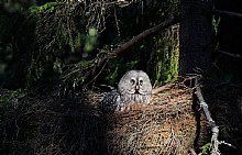 Birdwatching Holiday - Finland - late spring birding