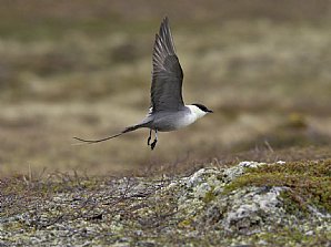 Birdwatching Holiday - Finnish Lapland & Northern Norway