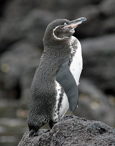 Galapagos Penguin