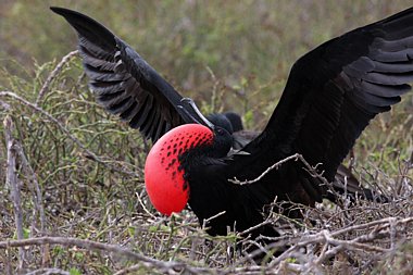 Magnificent Frigatebird