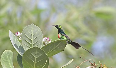 Birdwatching Holiday - NEW! Gambia