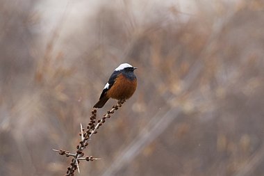 Birdwatching Holiday - Georgia