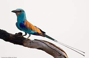 Abyssinian Roller