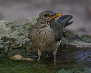 African Thrush