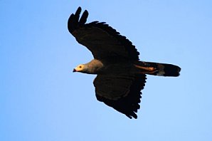 African Harrier-hawk