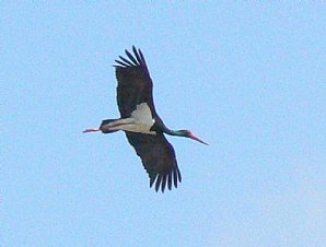 Black Stork