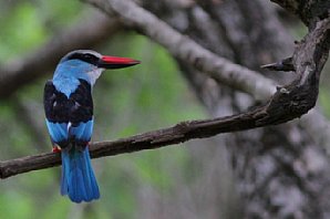 Blue-breasted Kingfisher