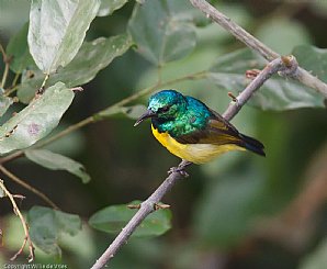 Collared Sunbird