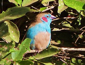 Red-cheeked Cordon-bleu