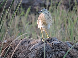 Squacco Heron