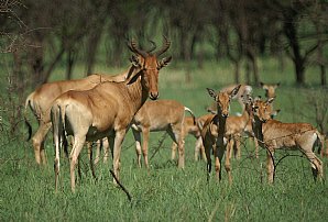 Hartebeest