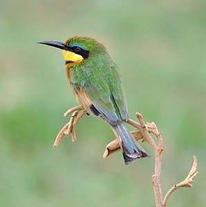 Little Bee-eater