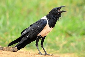 Pied Crow