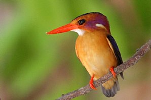 Pygmy Kingfisher