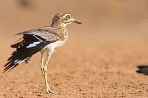 Senegal Thick-knee