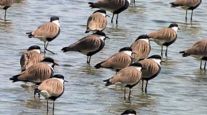 Spur-winged Plover