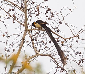 Togo Paradise Whydah