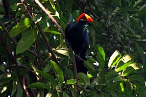 Violet Turaco