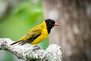 Western Oriole