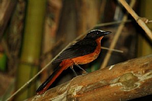 White-crowned Robin-chat