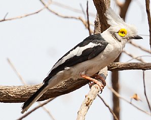 White Helmetshrike