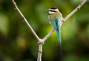 White-throated Bee-eater