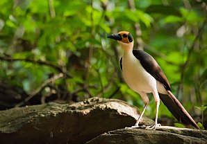 Yellow-headed Picathartes