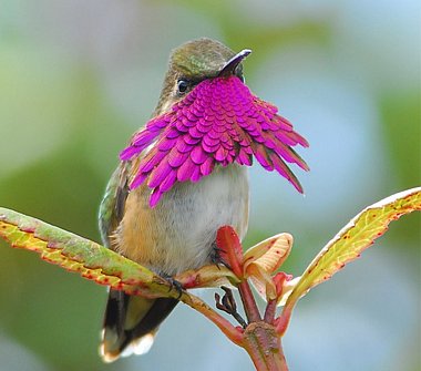 Birdwatching Holiday - NEW! Guatemala