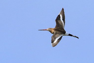 Black-tailed Godwit 