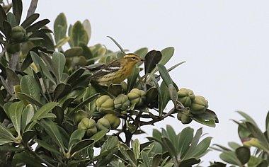 Blackburnian Warbler