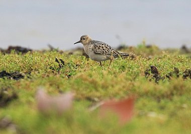 Buff-breasted Sandpiper 