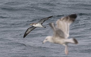 Corys Shearwater