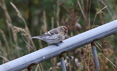 Hornemanns Arctic Redpoll