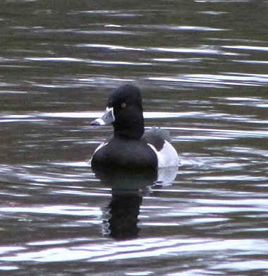 Ring-necked Duck