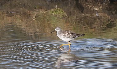 Lesser Yellowlegs