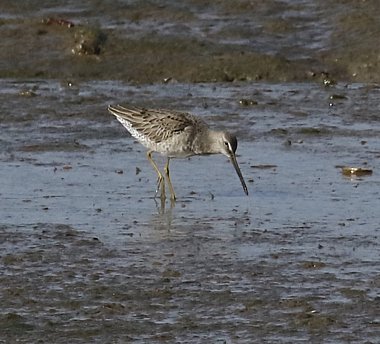 Long-billed Dowitcher