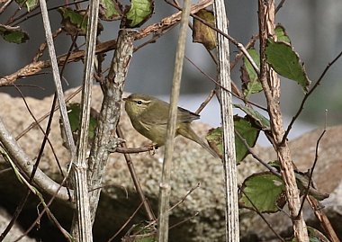 Raddes Warbler