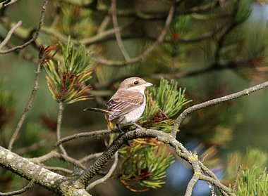 Red-backed Shrike