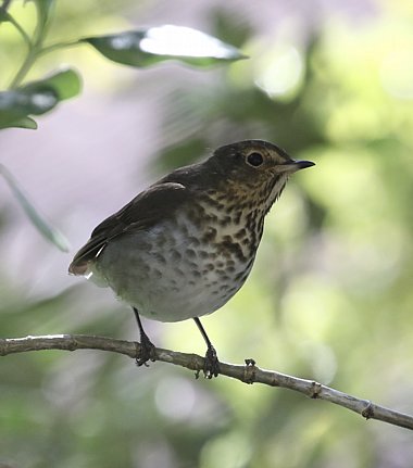 Swainsons Thrush