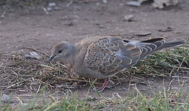 Turtle Dove