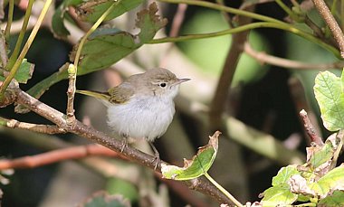 Western Bonellis Warbler