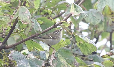 Yellow-browed Warbler