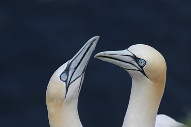 Birdwatching Holiday - Highlands and Wester Ross