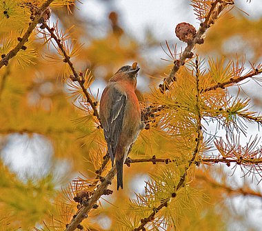 Birdwatching Holiday - NEW! Highlands and the far North in Autumn